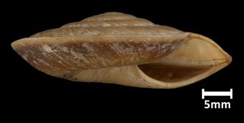 Media type: image;   Malacology 73589 Aspect: apertural